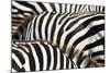 Kenya, Amboseli National Park, close up on Zebra Stripes-Anthony Asael-Mounted Photographic Print