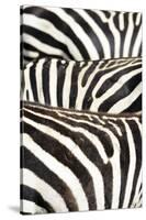 Kenya, Amboseli National Park, Close Up on Zebra Stripes-Anthony Asael-Stretched Canvas