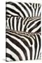 Kenya, Amboseli National Park, Close Up on Zebra Stripes-Anthony Asael-Stretched Canvas