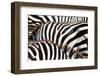 Kenya, Amboseli National Park, close up on Zebra Stripes-Anthony Asael/Art in All of Us-Framed Photographic Print