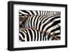 Kenya, Amboseli National Park, close up on Zebra Stripes-Anthony Asael/Art in All of Us-Framed Photographic Print