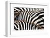 Kenya, Amboseli National Park, close up on Zebra Stripes-Anthony Asael/Art in All of Us-Framed Photographic Print