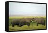 Kenya, Amboseli National Park, Elephant Kissing-Anthony Asael-Framed Stretched Canvas