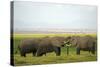 Kenya, Amboseli National Park, Elephant Kissing-Anthony Asael-Stretched Canvas