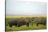 Kenya, Amboseli National Park, Elephant Kissing-Anthony Asael-Stretched Canvas