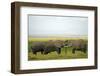 Kenya, Amboseli National Park, Elephant Kissing-Anthony Asael-Framed Photographic Print