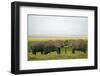Kenya, Amboseli National Park, Elephant Kissing-Anthony Asael-Framed Photographic Print