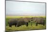 Kenya, Amboseli National Park, Elephant Kissing-Anthony Asael-Mounted Photographic Print