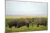 Kenya, Amboseli National Park, Elephant Kissing-Anthony Asael-Mounted Photographic Print