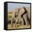 Kenya, Amboseli National Park, Elephant (Loxodanta Africana)-Alison Jones-Framed Stretched Canvas