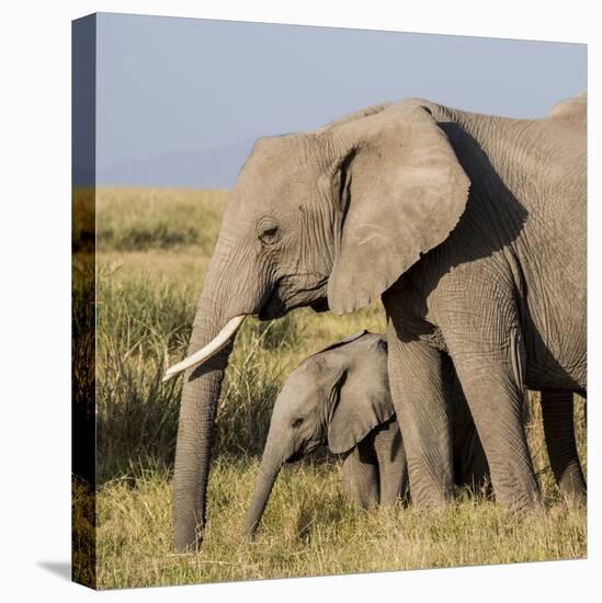 Kenya, Amboseli National Park, Elephant (Loxodanta Africana)-Alison Jones-Stretched Canvas