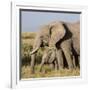 Kenya, Amboseli National Park, Elephant (Loxodanta Africana)-Alison Jones-Framed Photographic Print