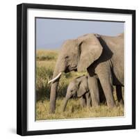 Kenya, Amboseli National Park, Elephant (Loxodanta Africana)-Alison Jones-Framed Premium Photographic Print
