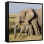 Kenya, Amboseli National Park, Elephant (Loxodanta Africana)-Alison Jones-Framed Stretched Canvas