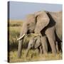 Kenya, Amboseli National Park, Elephant (Loxodanta Africana)-Alison Jones-Stretched Canvas