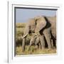 Kenya, Amboseli National Park, Elephant (Loxodanta Africana)-Alison Jones-Framed Photographic Print