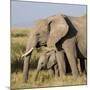 Kenya, Amboseli National Park, Elephant (Loxodanta Africana)-Alison Jones-Mounted Photographic Print