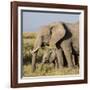 Kenya, Amboseli National Park, Elephant (Loxodanta Africana)-Alison Jones-Framed Photographic Print