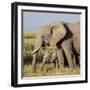 Kenya, Amboseli National Park, Elephant (Loxodanta Africana)-Alison Jones-Framed Photographic Print