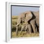 Kenya, Amboseli National Park, Elephant (Loxodanta Africana)-Alison Jones-Framed Photographic Print