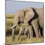 Kenya, Amboseli National Park, Elephant (Loxodanta Africana)-Alison Jones-Mounted Photographic Print