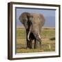 Kenya, Amboseli National Park, Elephant (Loxodanta Africana)-Alison Jones-Framed Photographic Print