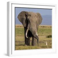 Kenya, Amboseli National Park, Elephant (Loxodanta Africana)-Alison Jones-Framed Photographic Print