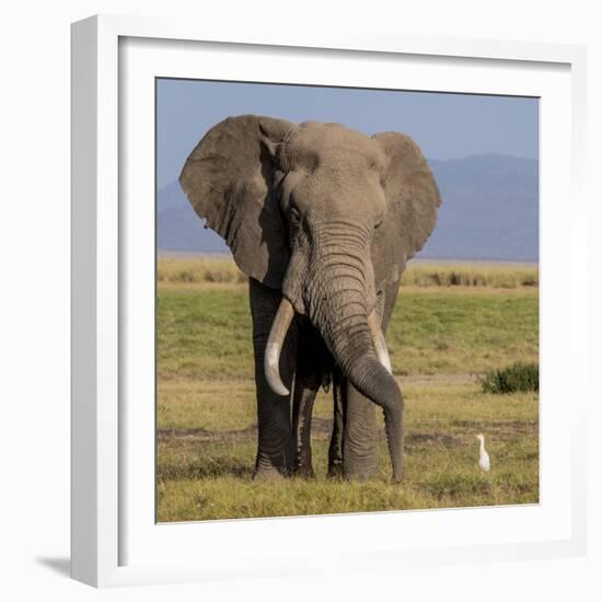 Kenya, Amboseli National Park, Elephant (Loxodanta Africana)-Alison Jones-Framed Photographic Print