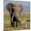 Kenya, Amboseli National Park, Elephant (Loxodanta Africana)-Alison Jones-Mounted Photographic Print