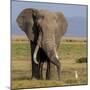 Kenya, Amboseli National Park, Elephant (Loxodanta Africana)-Alison Jones-Mounted Photographic Print