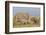 Kenya, Amboseli National Park, Elephant (Loxodanta Africana)-Alison Jones-Framed Photographic Print