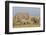 Kenya, Amboseli National Park, Elephant (Loxodanta Africana)-Alison Jones-Framed Photographic Print