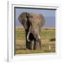 Kenya, Amboseli National Park, Elephant (Loxodanta Africana)-Alison Jones-Framed Photographic Print