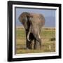 Kenya, Amboseli National Park, Elephant (Loxodanta Africana)-Alison Jones-Framed Photographic Print