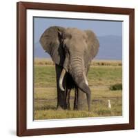 Kenya, Amboseli National Park, Elephant (Loxodanta Africana)-Alison Jones-Framed Photographic Print