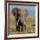 Kenya, Amboseli National Park, Elephant (Loxodanta Africana)-Alison Jones-Framed Photographic Print