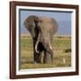 Kenya, Amboseli National Park, Elephant (Loxodanta Africana)-Alison Jones-Framed Photographic Print