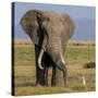 Kenya, Amboseli National Park, Elephant (Loxodanta Africana)-Alison Jones-Stretched Canvas