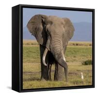 Kenya, Amboseli National Park, Elephant (Loxodanta Africana)-Alison Jones-Framed Stretched Canvas