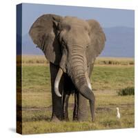 Kenya, Amboseli National Park, Elephant (Loxodanta Africana)-Alison Jones-Stretched Canvas