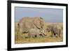 Kenya, Amboseli National Park, Elephant (Loxodanta Africana)-Alison Jones-Framed Photographic Print