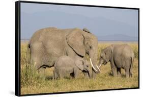 Kenya, Amboseli National Park, Elephant (Loxodanta Africana)-Alison Jones-Framed Stretched Canvas