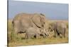 Kenya, Amboseli National Park, Elephant (Loxodanta Africana)-Alison Jones-Stretched Canvas