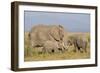 Kenya, Amboseli National Park, Elephant (Loxodanta Africana)-Alison Jones-Framed Photographic Print