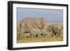 Kenya, Amboseli National Park, Elephant (Loxodanta Africana)-Alison Jones-Framed Photographic Print