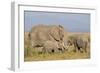 Kenya, Amboseli National Park, Elephant (Loxodanta Africana)-Alison Jones-Framed Photographic Print