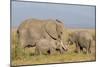 Kenya, Amboseli National Park, Elephant (Loxodanta Africana)-Alison Jones-Mounted Photographic Print