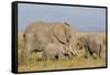 Kenya, Amboseli National Park, Elephant (Loxodanta Africana)-Alison Jones-Framed Stretched Canvas