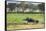 Kenya, Amboseli National Park, Elephant Mother Playing with Dust with Calf-Thibault Van Stratum-Framed Stretched Canvas