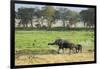Kenya, Amboseli National Park, Elephant Mother Playing with Dust with Calf-Thibault Van Stratum-Framed Photographic Print